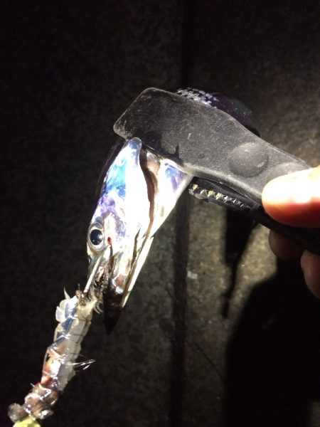 群れが小さい？