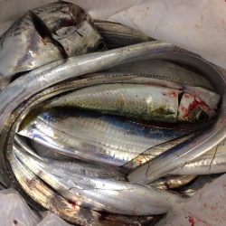 ある方法で連発