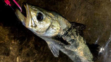 甲子園浜　デイも好調