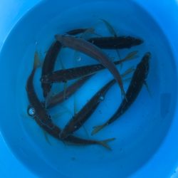 まだ太刀魚はシブい