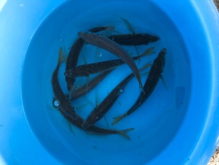 まだ太刀魚はシブい