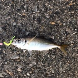 メバル・ガシラ・アジ