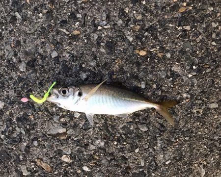 メバル・ガシラ・アジ