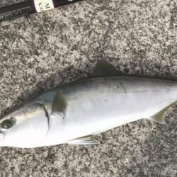 メジロ・サゴシ