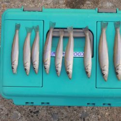 再度落ちギスを狙って