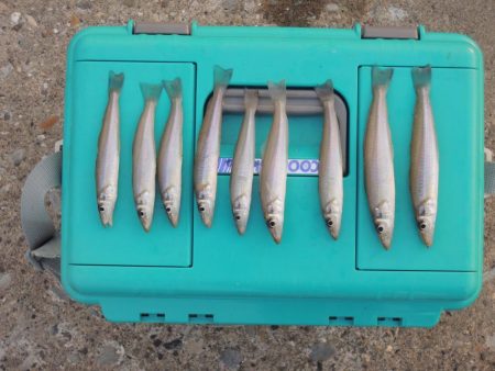 再度落ちギスを狙って