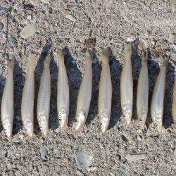 最後の落ちギス釣り