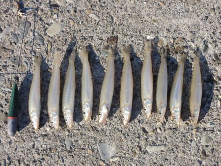 最後の落ちギス釣り