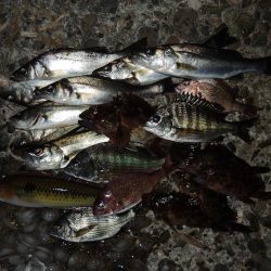 ハネを狙ったが5目釣りに
