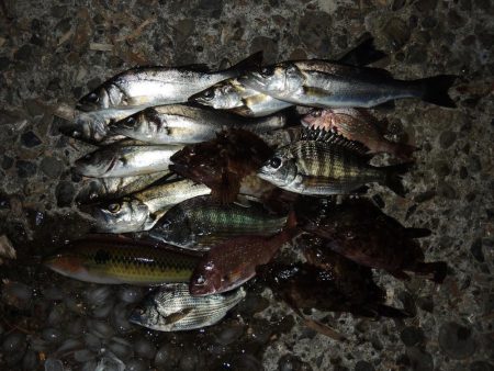 ハネを狙ったが5目釣りに