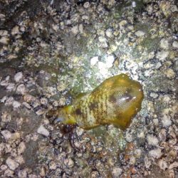 久しぶりの釣果