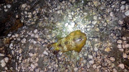 久しぶりの釣果