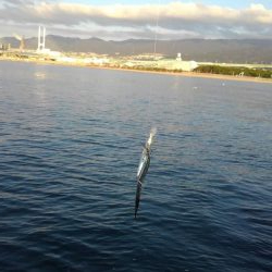 魚はどこですか？