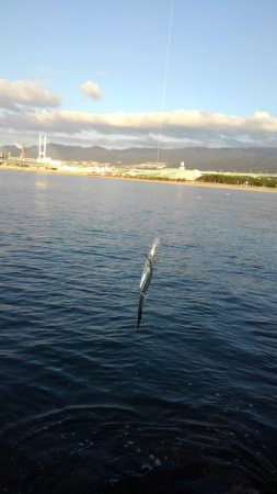 魚はどこですか？