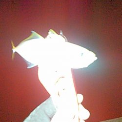 タチウオ、アジ