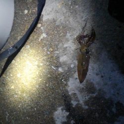 みんなでヒイカ！