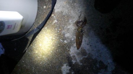 みんなでヒイカ！