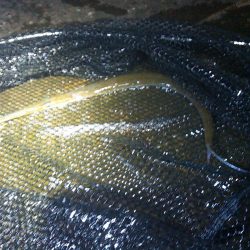 ダツが群れてました…