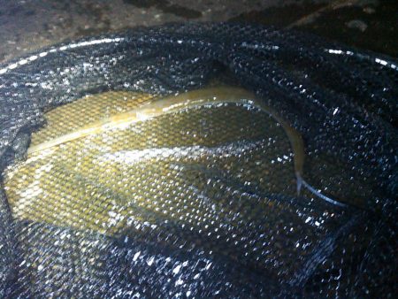 ダツが群れてました…