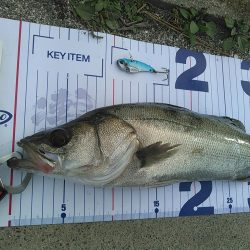 浜名湖シーバス デイゲーム