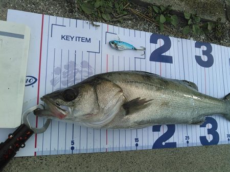 浜名湖シーバス デイゲーム