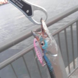 タチウオ細くない?