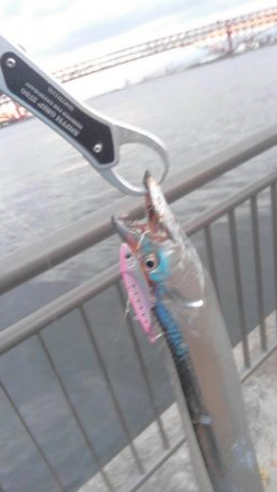 タチウオ細くない？