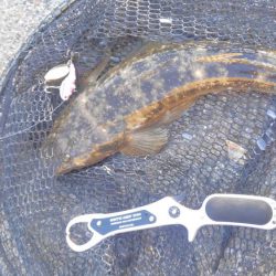 ヒラメシーズン!