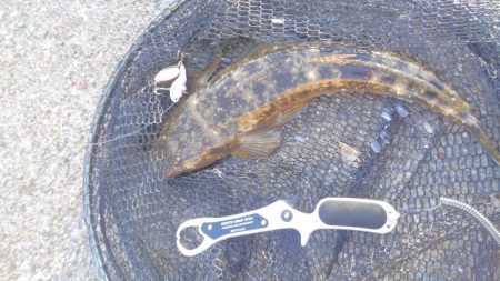 ヒラメシーズン!