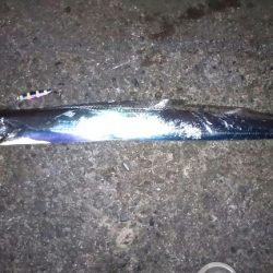 この所ボウズ記録更新中でしたがやっとボウズから逃れる事が出来ました。