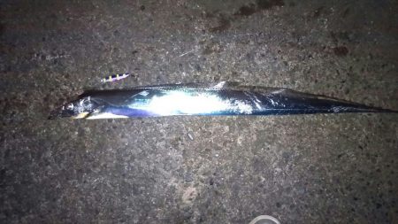 この所ボウズ記録更新中でしたがやっとボウズ…