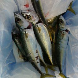 釣果はサビキのみ