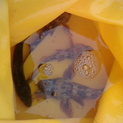 穴釣り・浮釣り