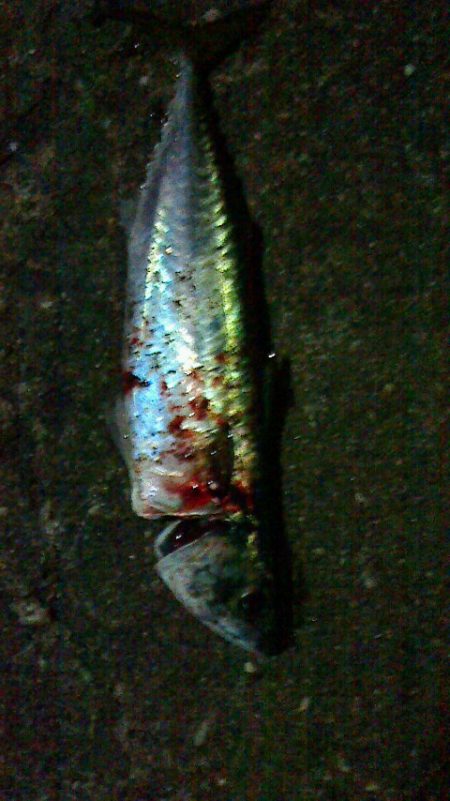 太刀と思えば鯖