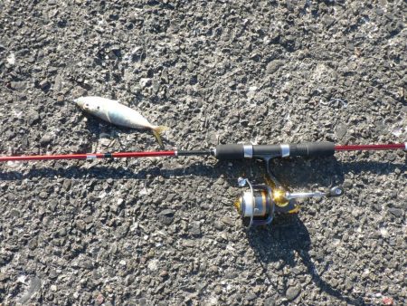 アジングのスキルアップ