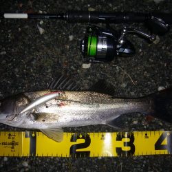 久々のシーバス