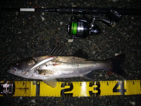 久々のシーバス