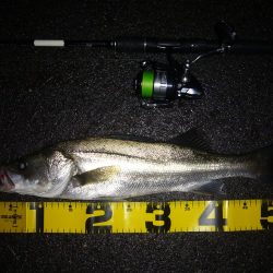 シーバス短時間狙い