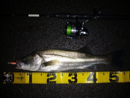 シーバス短時間狙い