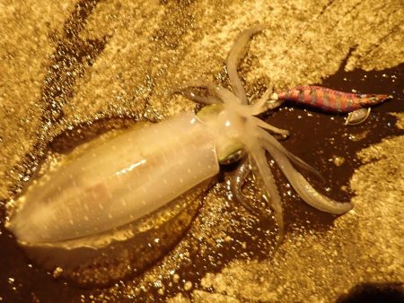 アオリイカ（エギング）