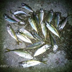 家族でちょいサビキ