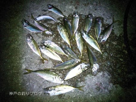 家族でちょいサビキ