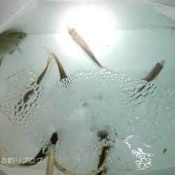 紀州釣り＆サビキ