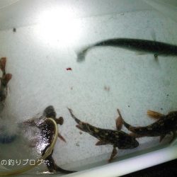 ウキフカセでチヌ狙い