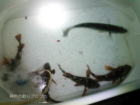 ウキフカセでチヌ狙い