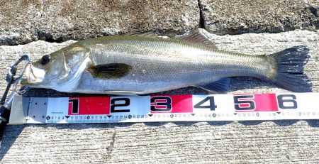 連続シーバスヒット!!