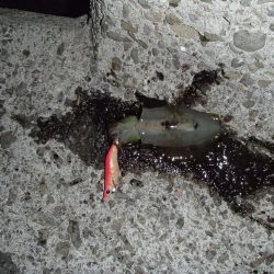 いまさら今年初イカ