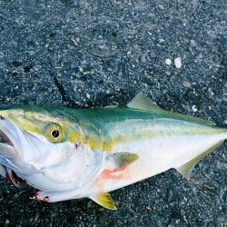 朝の短時間メジロゲーム