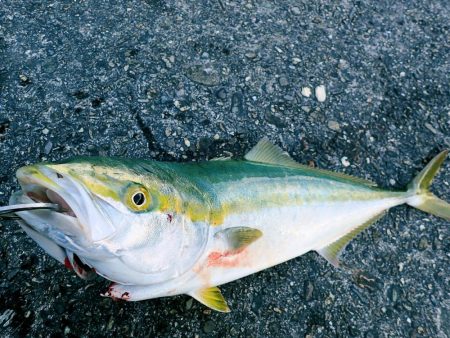 朝の短時間メジロゲーム