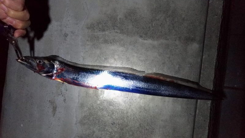 太刀魚釣り